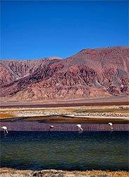 lagunas con flamenco en antofagasta de la sierra